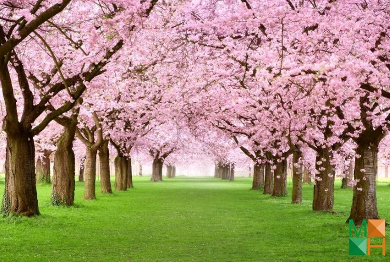 Tranh dán tường cho phòng khách đẹp tại Hà Nội NA - 254